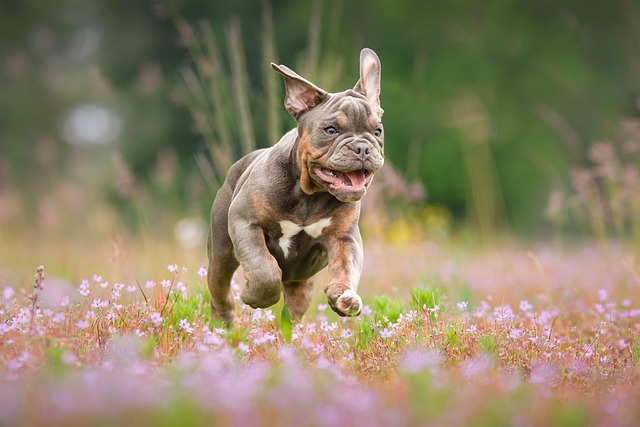 An English Bulldog eating from a food bowl