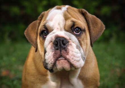 english bulldog sitting