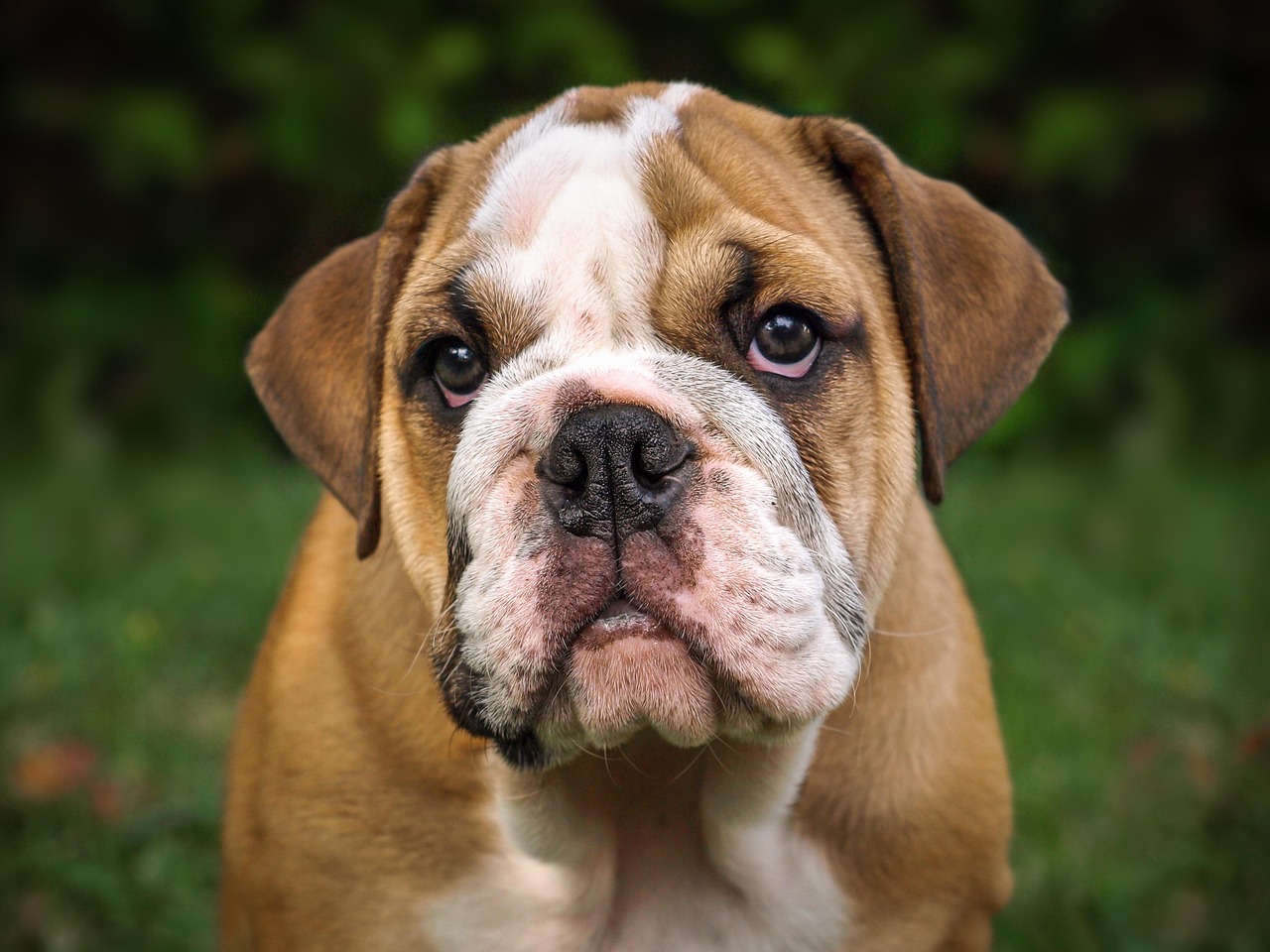 english-bulldog-care-health-guide