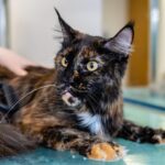 expert pet care advice