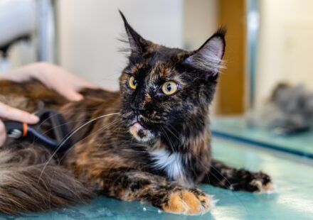 expert pet care advice