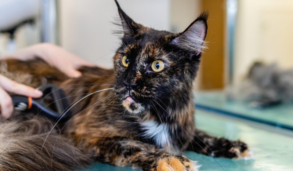 expert pet care advice