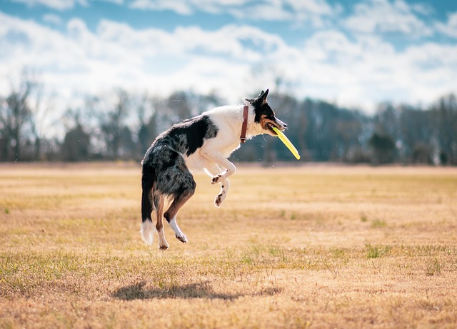 Family playing fetch with an Australian Shepherd in a park