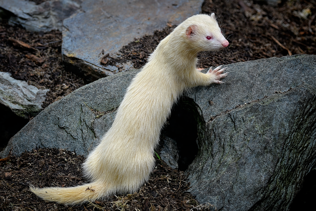 A ferret enclosure with multiple levels, hammocks, toys, and a litter box, showcasing proper ferret housing.