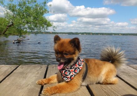 fluffy pomeranian dog