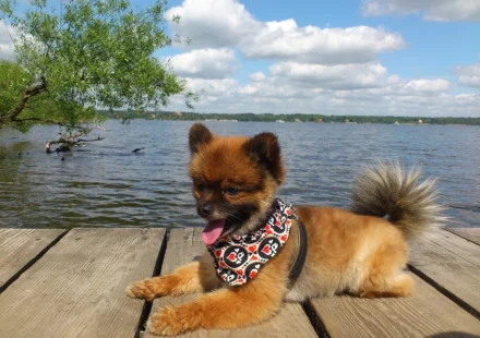 fluffy pomeranian dog