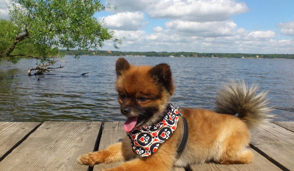 fluffy pomeranian dog