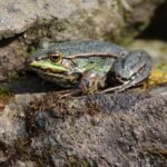 frog feet close up