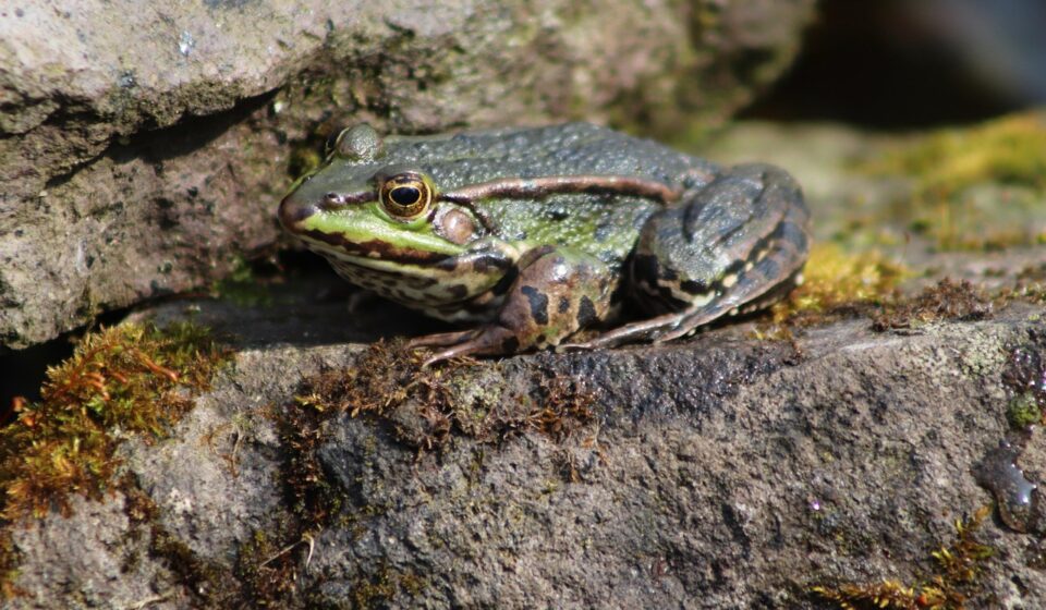 frog feet close up