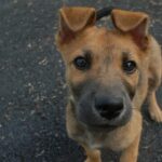 funny looking dog breeds