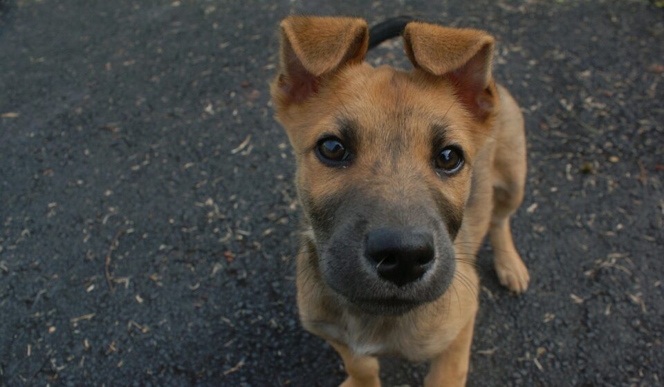funny looking dog breeds