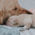 great pyrenees dog family