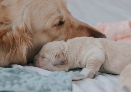 great pyrenees dog family
