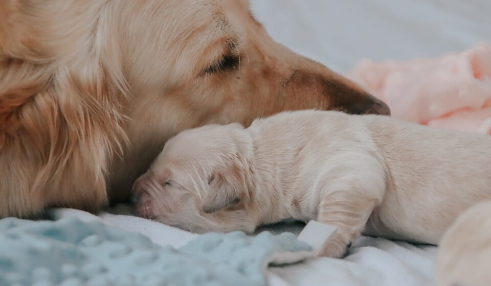 great pyrenees dog family