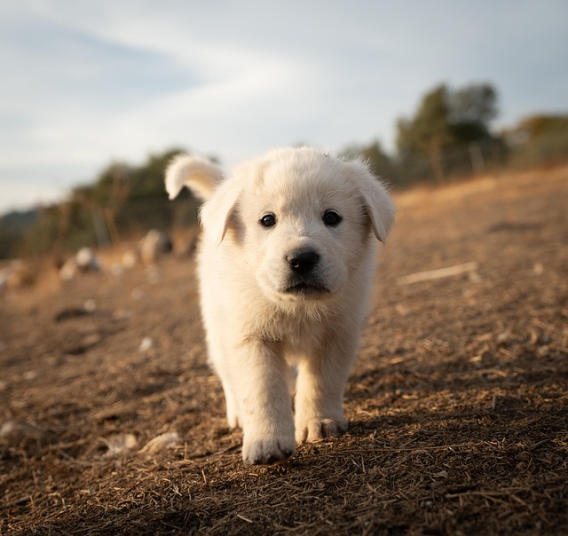 A Great Pyrenees enjoying a leisurely walk in a park with its owner.