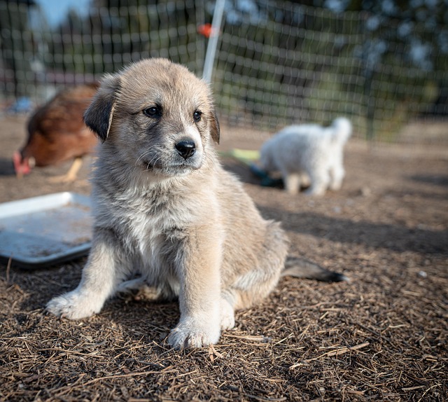 A Great Pyrenees puppy looking alert in a rustic barn setting.