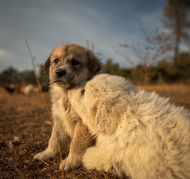 A Great Pyrenees puppy participating in an obedience training class.