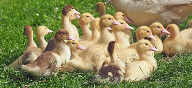 A group of young Brahma chicks huddled together