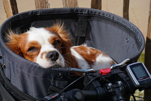 A happy Cavalier King Charles Spaniel sitting patiently next to its owner, illustrating the bond formed.