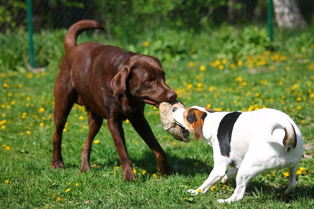 Happy Labrador Retriever puppy interacting with a child
