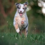 happy pet budget