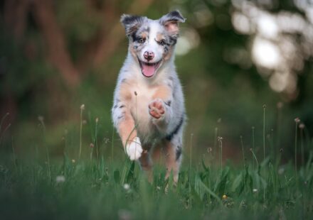 happy pet budget