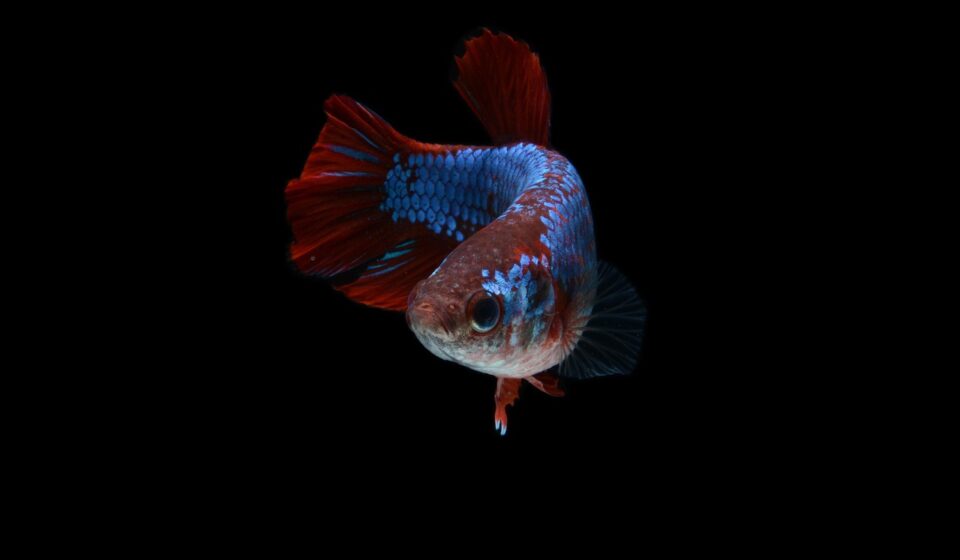 healthy betta fish