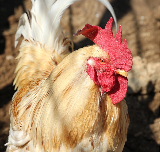 A healthy cockerel pecking at a balanced feed mix