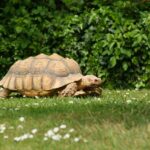 healthy pet turtle