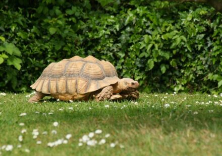 healthy pet turtle