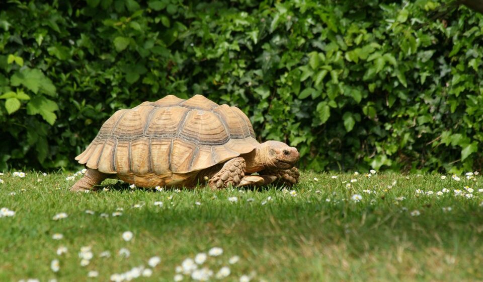 healthy pet turtle