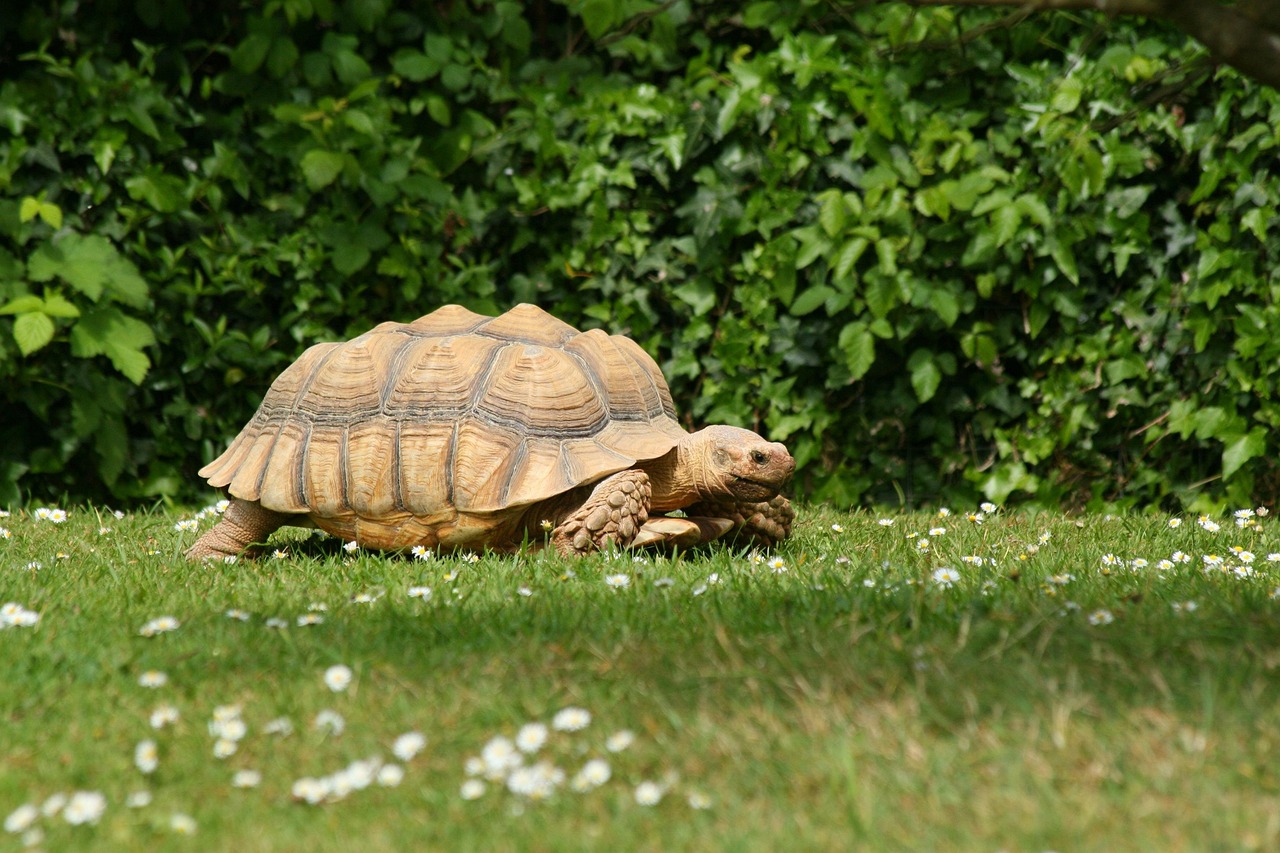 Turtle Care: A Comprehensive Guide for Happy, Healthy Shells