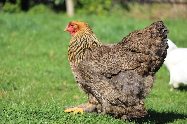 Historical illustration of Brahma chickens from the 19th century (chicken breeds brahma)