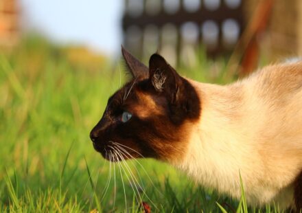 hypoallergenic cat breed