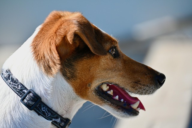 A Jack Russell Terrier enthusiastically playing fetch in a park (jack russell terrier jack)