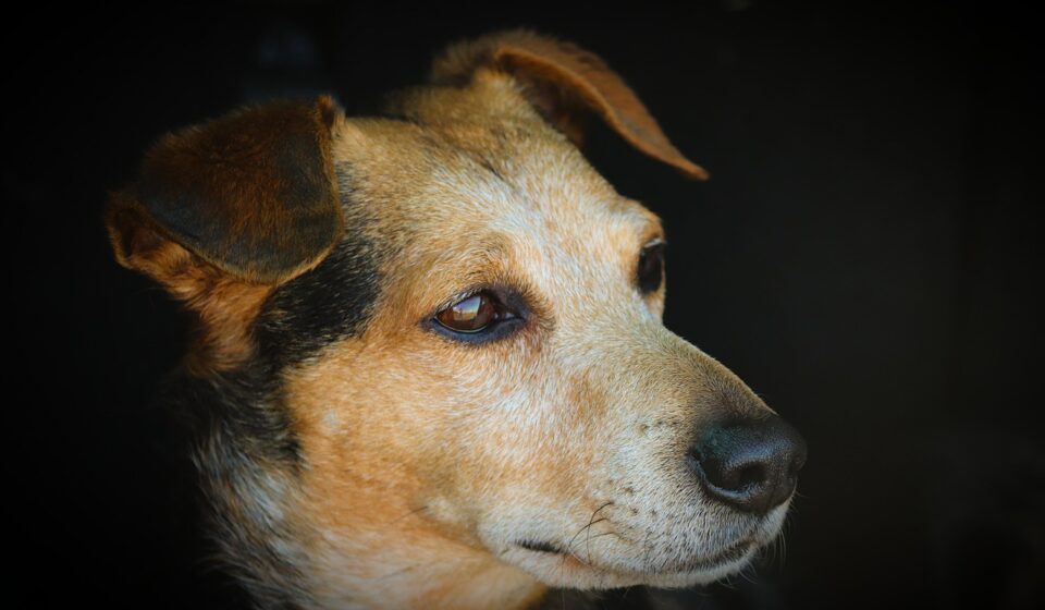 jack russell terrier energetic