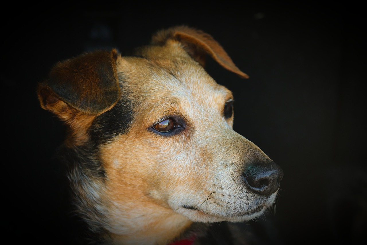 Jack Russell Terrier Jack: Your Guide to Energy and Enthusiasm