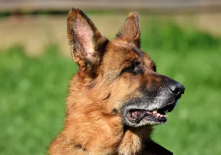 King Alsatian: Beyond the German Shepherd Myth