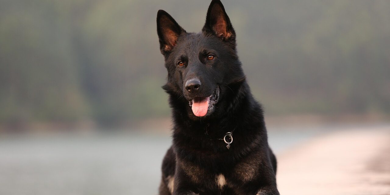 king shepherd german shepherd comparison