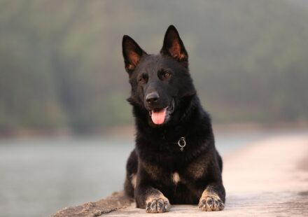 king shepherd german shepherd comparison