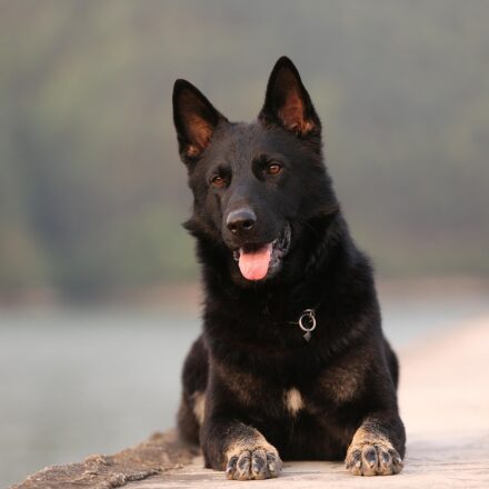 king shepherd german shepherd comparison