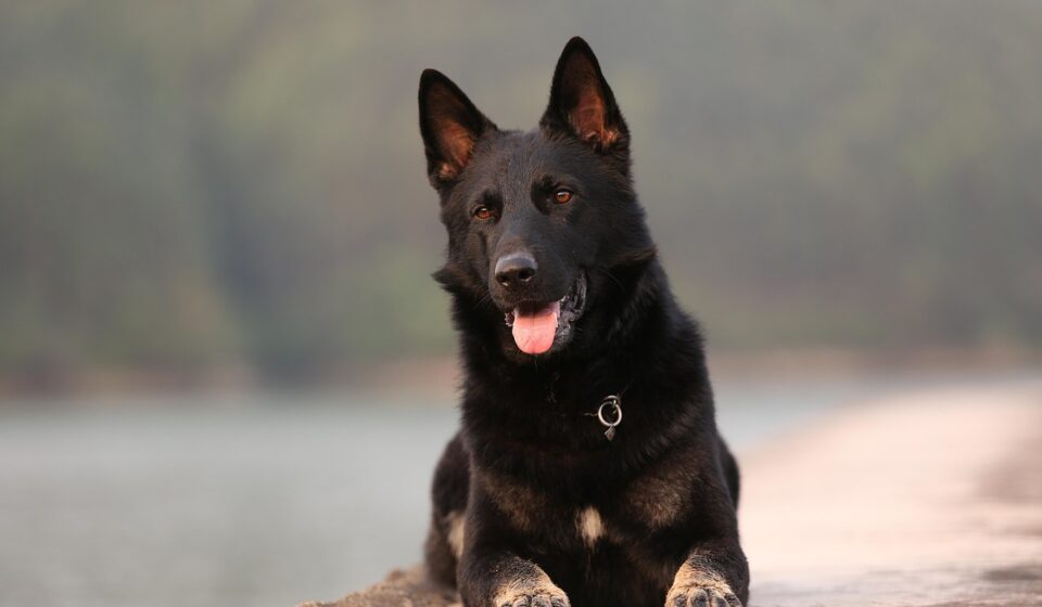 king shepherd german shepherd comparison