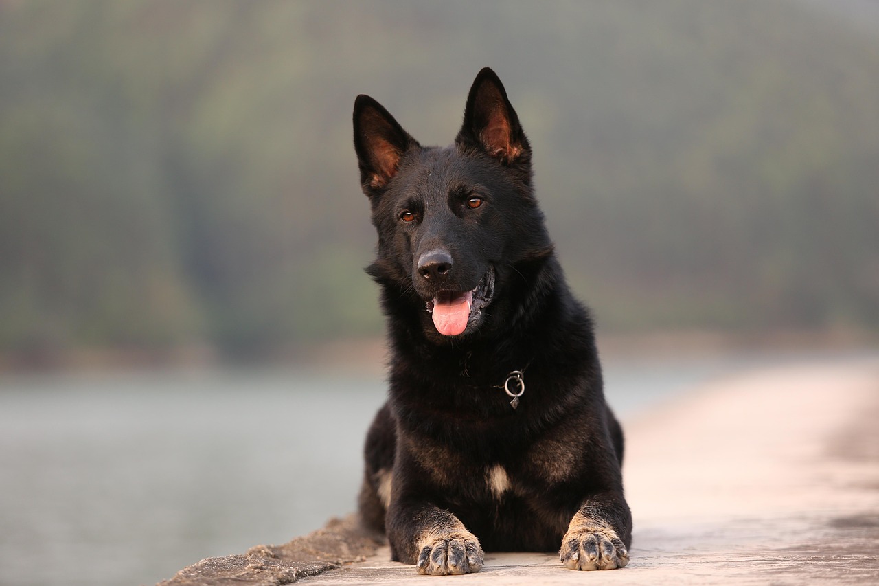 King Shepherd vs. German Shepherd: A Definitive Comparison