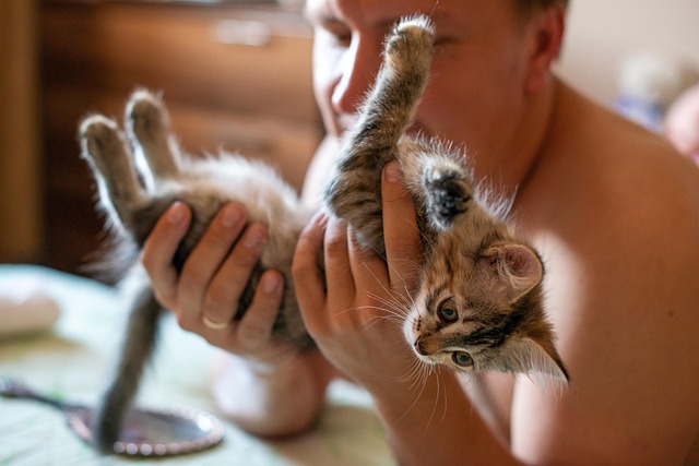 Kitten playing with a feather toy, illustrating behavioural enrichment