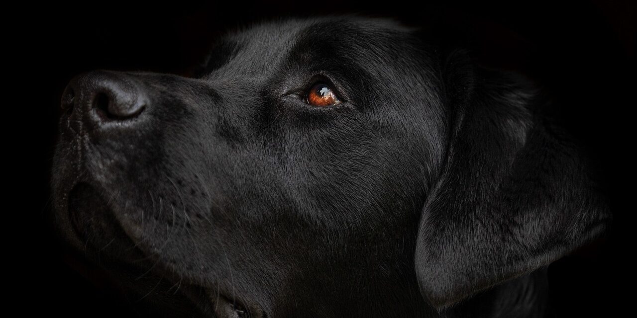 labrador retriever family