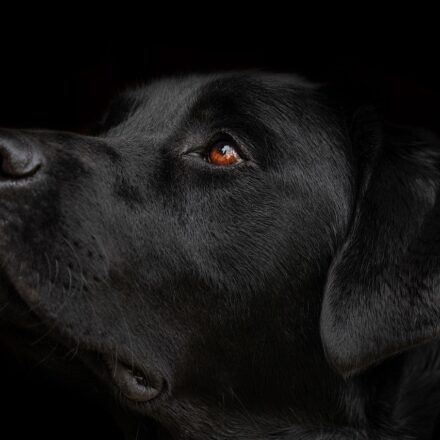 labrador retriever family