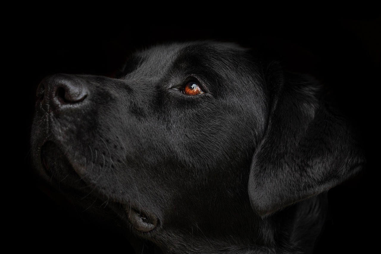 Labrador Retriever Temperament and Care: A Guide