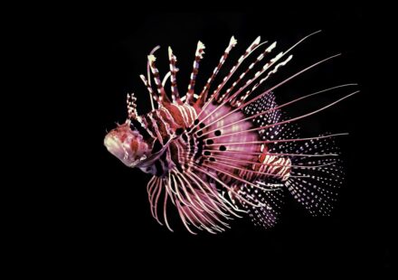lionfish marine aquarium