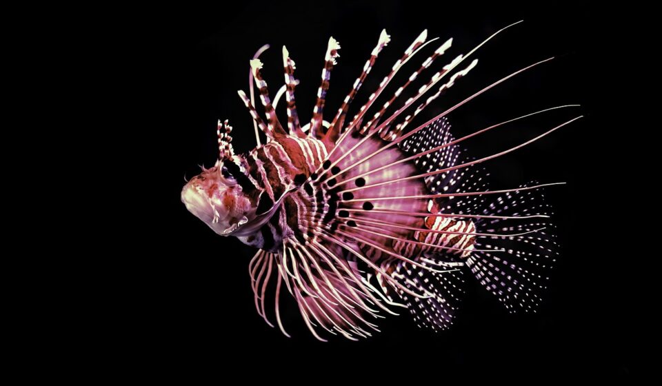 lionfish marine aquarium