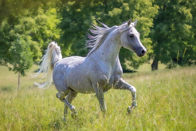 A majestic Marwari horse standing proudly in a desert landscape.
